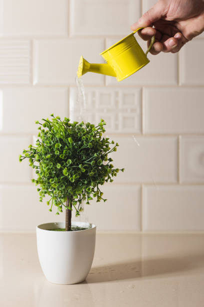 istock Watering can watering a bonsai tree 1368161635
