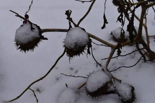 Close up on an outdoor chirstmas decoration.