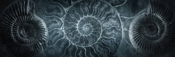 Ammonite shell on an ancient background. Concept on the topic of science, history, paleontology, archeology, geology. History of the Earth background.