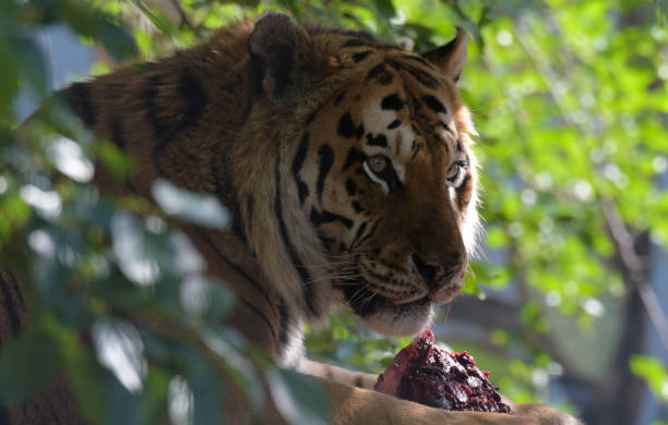 Siberian tiger or Amur tiger which jumps up to catch a piece of meat