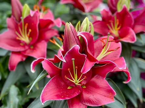 Beautiful lily flowers blooming in garden.