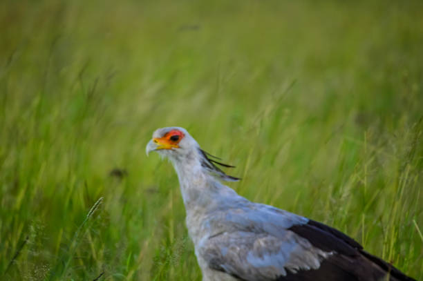 Secretarybird or Secretary bird a terrestrial bird which eats snakes commonly found in South Africa