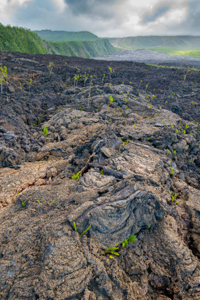 Lichens in lava flow, Reunion Island, Piton de la Fournaise lava flow in the East. \n\nGrand Brûlé State Forest