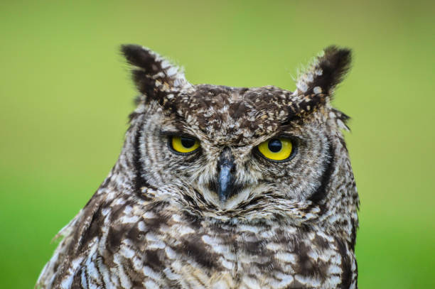 istock Cape eagle-owl or bubo capensis headshot portrait 1368167587