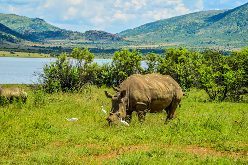De horned White Rhinoceros in it's natural surrounding and landscape in South Africa