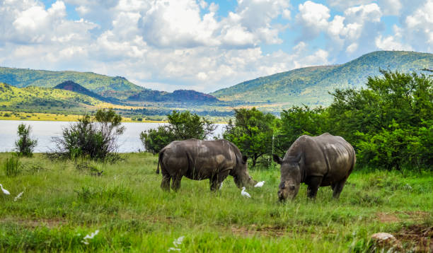 Dehorned White Rhinoceros in it's natural surrounding and landscape stock photo