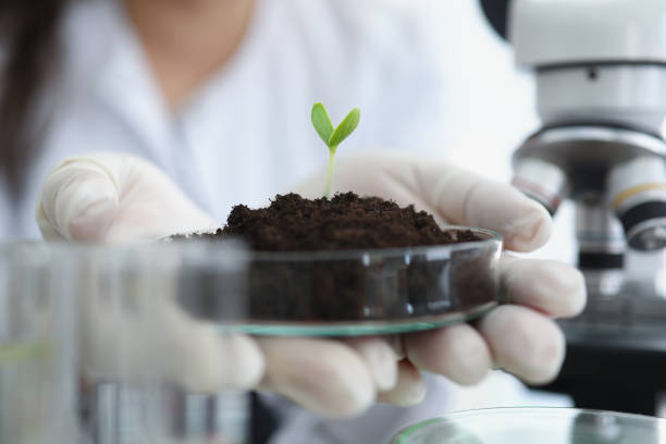 naukowiec trzymający szalkę petriego z ziemią i zielonym kiełkiem roślin w rękach w laboratoryjnym zbliżeniu - nature scientist petri dish science zdjęcia i obrazy z banku zdjęć