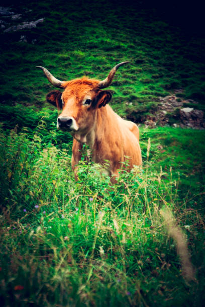 istock Paisaje Asturias 1368171183