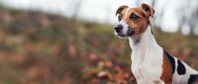 Small Jack Russell terrier dog detail on head and face, nice blurred bokeh - space for text - autumn background