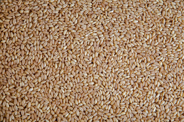 istock Agricultural wheat grains texture, top view 1368174378