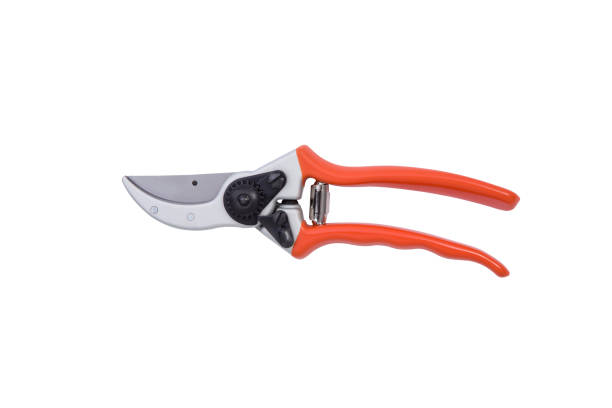 istock red gardening scissors isolated on a white background 1368174590