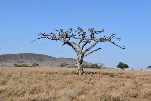 istock Serengeti National Park 1368174697