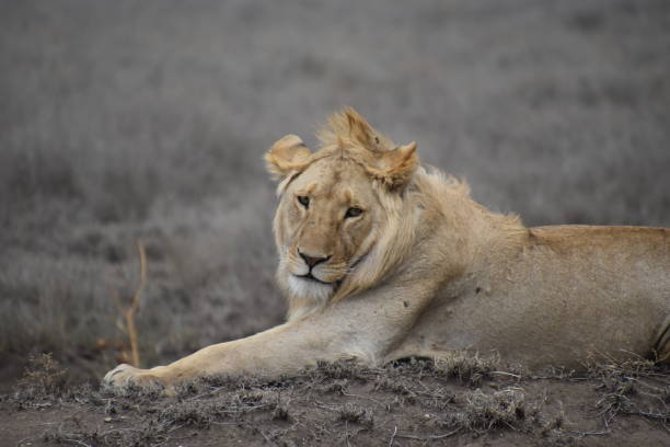 Serengeti National Park Male lion stretching looking at the camera safari animals lion road scenics stock pictures, royalty-free photos & images