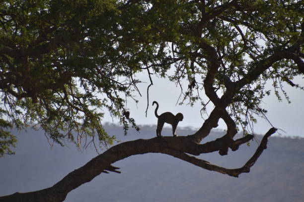 istock Serengeti National Park 1368175506