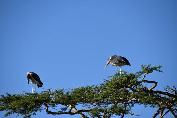 istock Serengeti National Park 1368175675