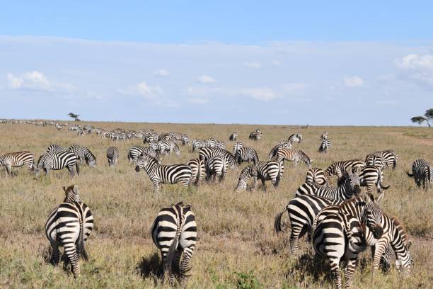 istock Serengeti National Park 1368176033
