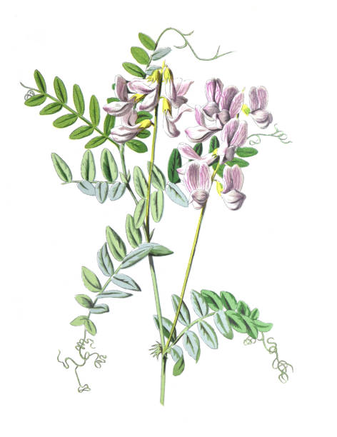 illustrations, cliparts, dessins animés et icônes de vesce de bois ou fleur de vicia sylvatica. famille fabaceae antique dessiné à la main fleurs des champs illustration. fleurs vintage et anciennes. illustration de fleurs sauvages. 19ème siècle. - vetch