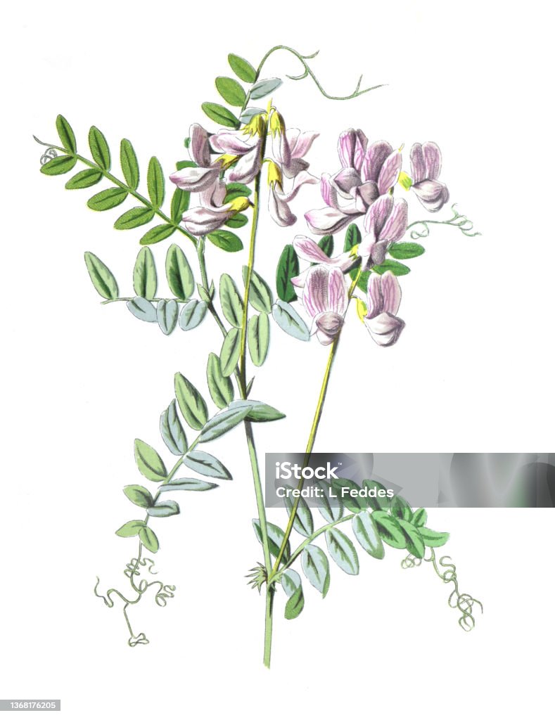 Wood vetch or Vicia sylvatica flower. family Fabaceae  Antique hand drawn field flowers illustration. Vintage and antique flowers. wild flower illustration. 19th century. Wood vetch or Vicia sylvatica flower. family Fabaceae  Antique hand drawn field flowers illustration. Vintage and antique flowers. wild flower illustration. 19th century. retro style. Broad Bean stock illustration