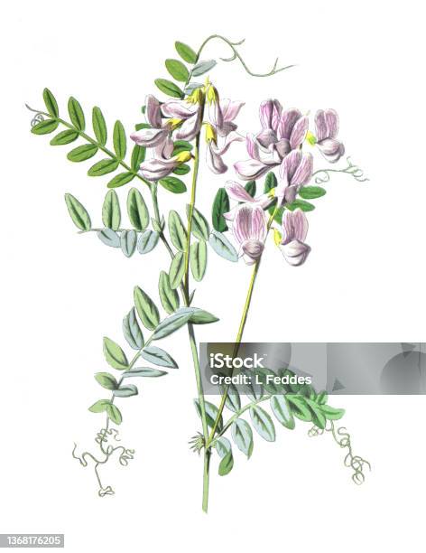 Wood Vetch Or Vicia Sylvatica Flower Family Fabaceae Antique Hand Drawn Field Flowers Illustration Vintage And Antique Flowers Wild Flower Illustration 19th Century Stock Illustration - Download Image Now