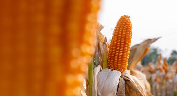 istock yellow ripe corn on stalks for harvest 1368176395