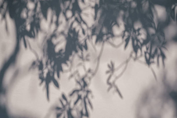 istock abstract blur of shadows leaf overlay on white cement wall background, summer concepts 1368176417