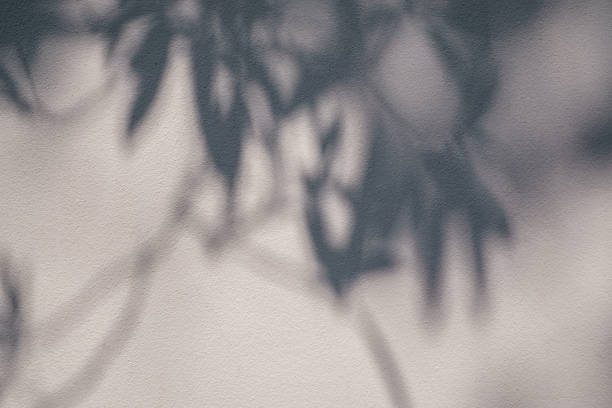 istock abstract blur of shadows leaf overlay on white cement wall background, summer concepts 1368176441