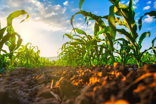 istock young maize corn crops in agricultural plantation in the evening 1368177042