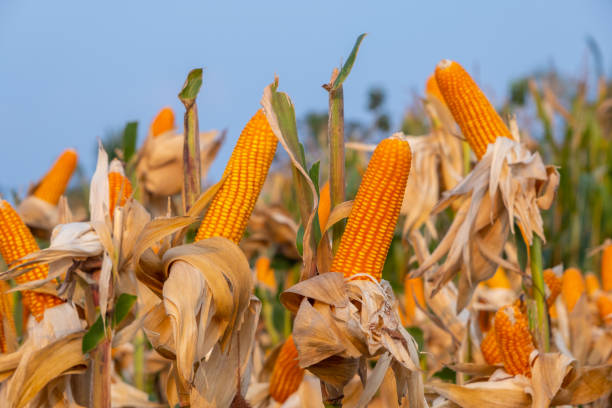 istock yellow ripe corn on stalks for harvest 1368177048