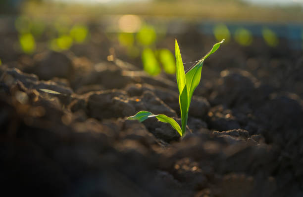 plántula de maíz en la plantación agrícola - brote fotografías e imágenes de stock