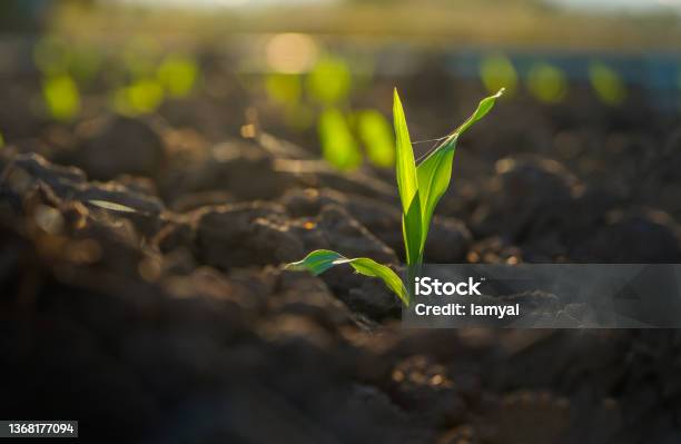 Maize Corn Seedling In The Agricultural Plantation Stock Photo - Download Image Now - Corn - Crop, Corn, Seedling