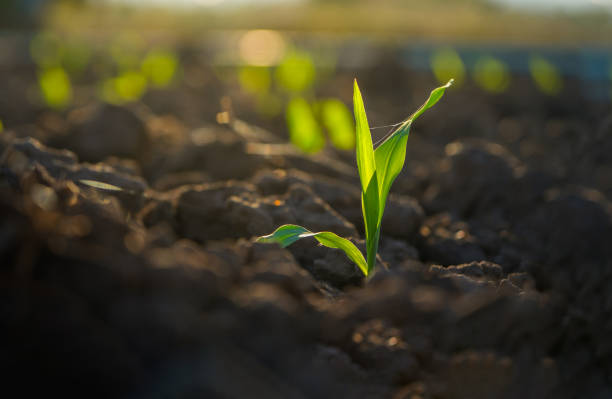 sadzonka kukurydzy kukurydzianej na plantacji rolnej - corn corn crop plant growth zdjęcia i obrazy z banku zdjęć