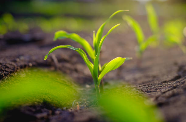 istock young maize corn crops in agricultural plantation in the evening 1368177140