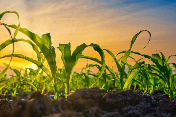istock young maize corn crops in agricultural plantation in the evening 1368177154