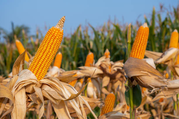istock yellow ripe corn on stalks for harvest 1368177217
