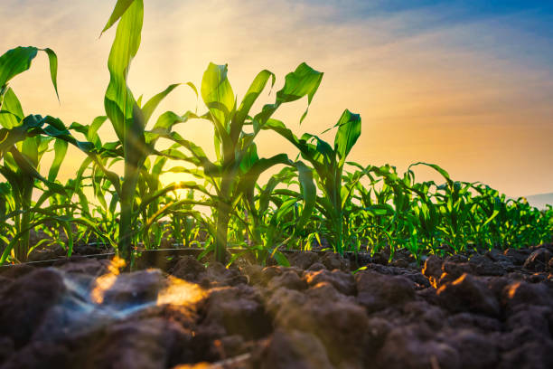 istock young maize corn crops in agricultural plantation in the evening 1368177226