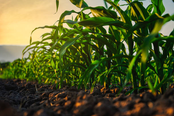 istock young maize corn crops in agricultural plantation in the evening 1368177235