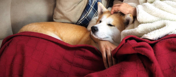 istock Cozy picture of a dog lying on sofa 1368177609