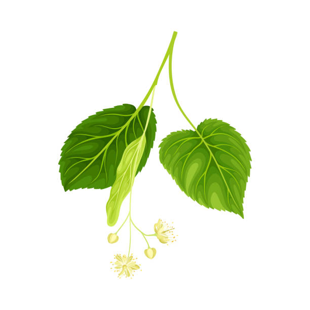 Blooming linden with green leaves. Blossoming Tilia Cordata tree vector illustration Blooming linden with green leaves. Blossoming Tilia Cordata tree vector illustration isolated on white background tilia cordata stock illustrations