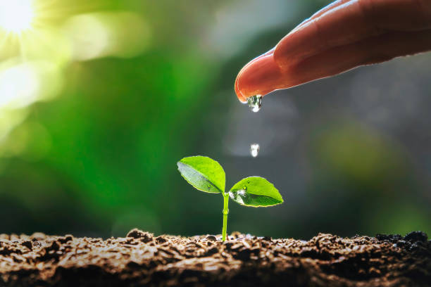 istock hand watering to small tree with sunshine. earth day eco concept 1368179140