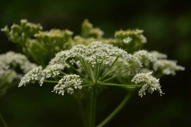 Pretty blooming and flowering Queen Anne's Lace flowers.