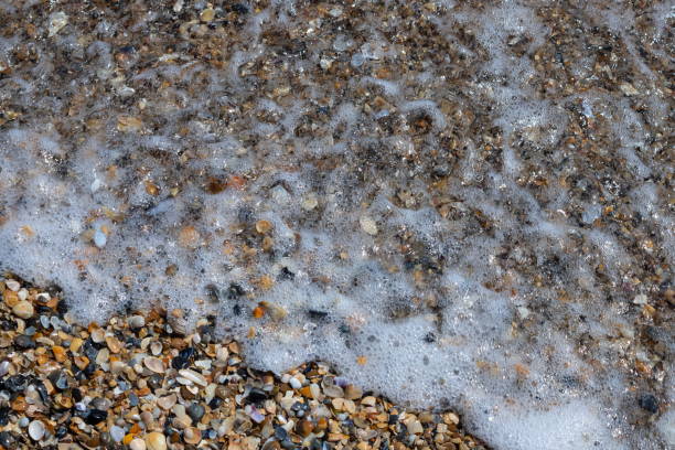 istock Sea shells on sand. Summer beach background. Top view 1368180527