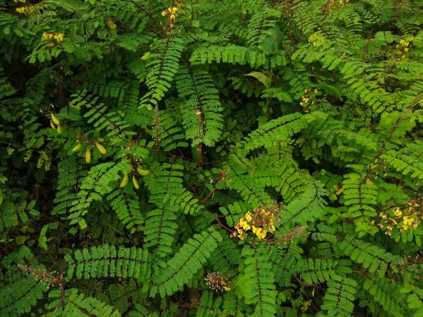 Mysore thorn or the cat's claw (Biancaea decapetala) plant