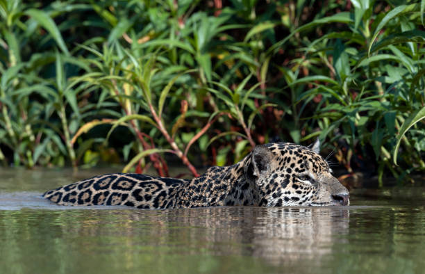 istock Swimming Jaguar in the river Cuiaba. Front view. Panthera onca. Natural habitat. Cuiaba river,  Brazil 1368182002