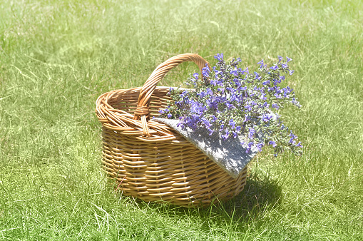 herb flowers in the basket