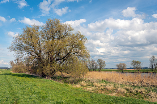 Characteristic willow tree gets new leaves in the spring season. The photo was taken in a Dutch polder. High voltage lines and pylons are just visible in the background.