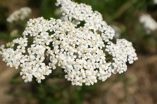 White yarrow flowers, close up. Flowers of yarrow for design or project. A bloom yarrow meadowland for publication, poster, calendar, post, screensaver, wallpaper, postcard, card, banner, cover, website. High quality photo