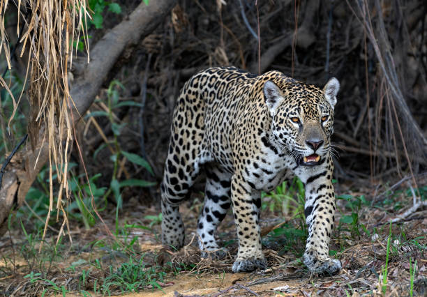 istock Crouching Jaguar. Jaguar walking in the forest. Panthera onca. Natural habitat. Cuiaba river,  Brazil 1368183049