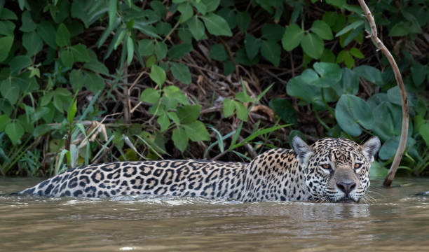 istock Swimming Jaguar in the river Cuiaba. Front view. Panthera onca. Natural habitat. Cuiaba river,  Brazil 1368183185