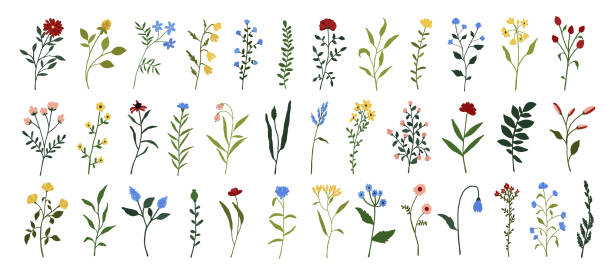 illustrazioni stock, clip art, cartoni animati e icone di tendenza di set di fiori selvatici. fiori selvatici piante botaniche floreali. erbe di prato e di campo. delicati fiori estivi illustrazione in stile piatto disegnato a mano isolato su sfondo bianco - wildflower