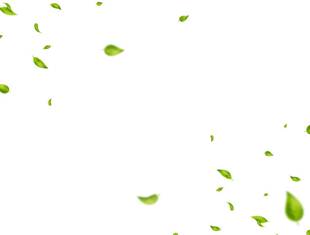 istock Green leaves border. Organic, eco, vegan, design element. Fresh tea background. Beauty product. Leaf falling on white banner. Wave foliage ornament. Cosmetic pattern frame. Vector illustration 1368185240